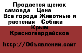 Продается щенок самоеда › Цена ­ 15 000 - Все города Животные и растения » Собаки   . Крым,Красногвардейское